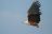 Chobe Game Lodge - African Fish Eagle