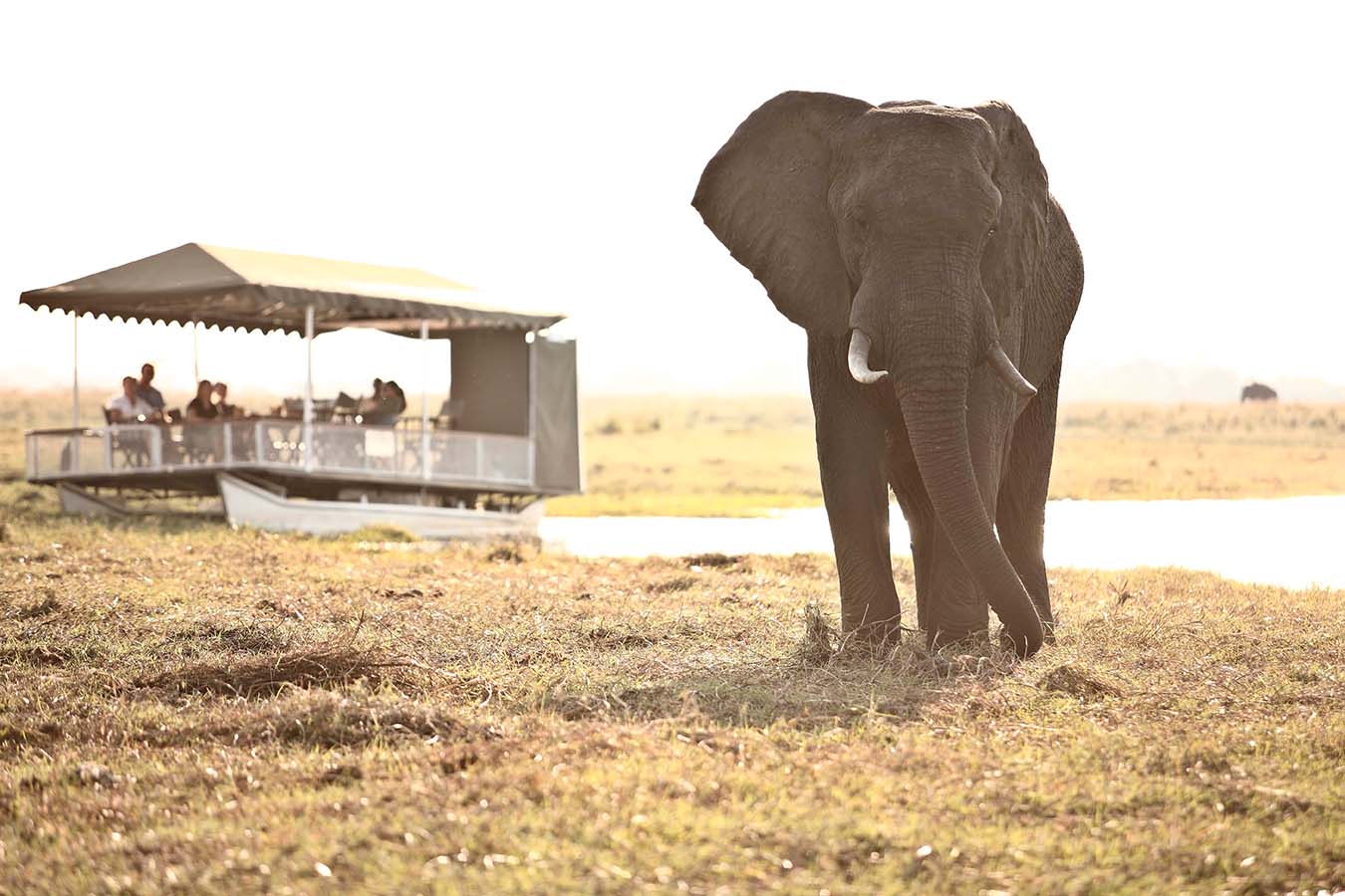 Chobe Under Canvas - Boat Elefant