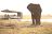 Chobe Under Canvas - Boat Elefant