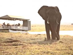 Chobe Under Canvas - Boat Elefant