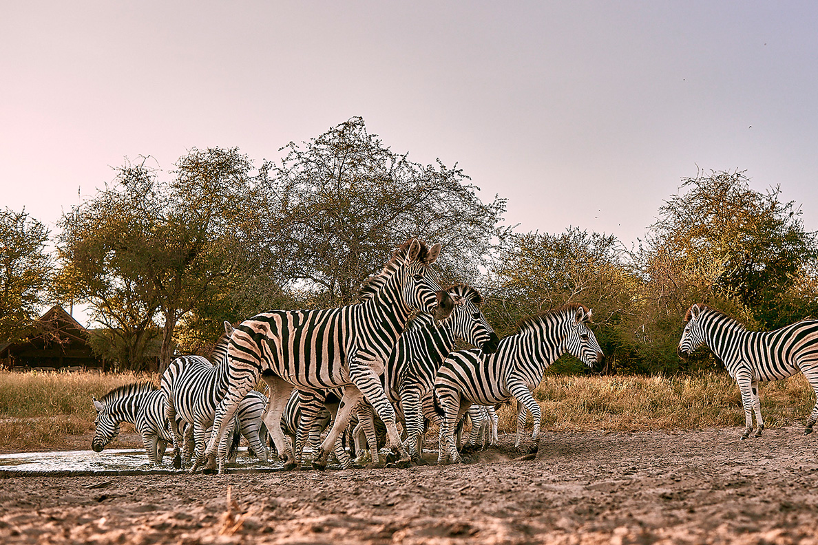 Deception Valley Lodge - Zebras an der nahen Wasserstelle