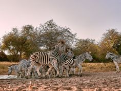 Deception Valley Lodge - Zebras an der nahen Wasserstelle