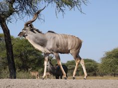 Dinaka - Kudu