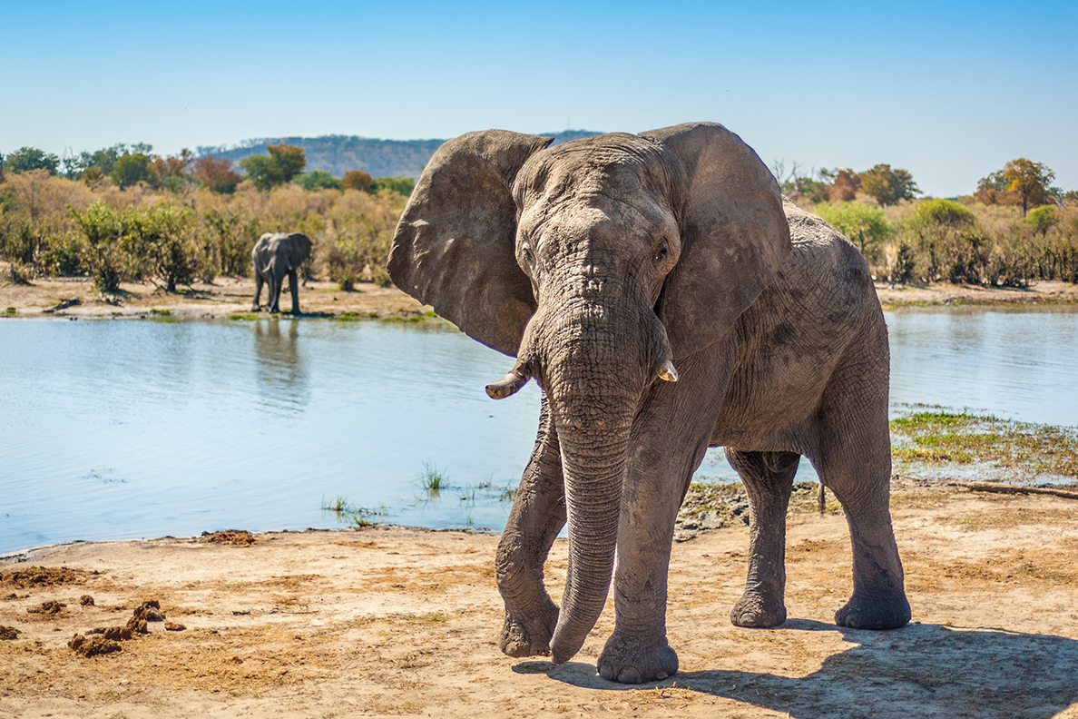 Ghoha Hills Safari Lodge - Besuch am Wasserloch