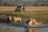 Ghoha Hills Safari Lodge - Auch Löwen scheuen nicht vor Wasser