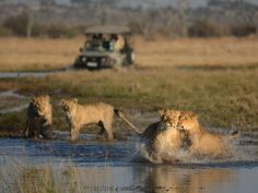 Ghoha Hills Safari Lodge - Auch Löwen scheuen nicht vor Wasser