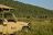 Ghoha Hills Safari Lodge - auf Pirschfahrt