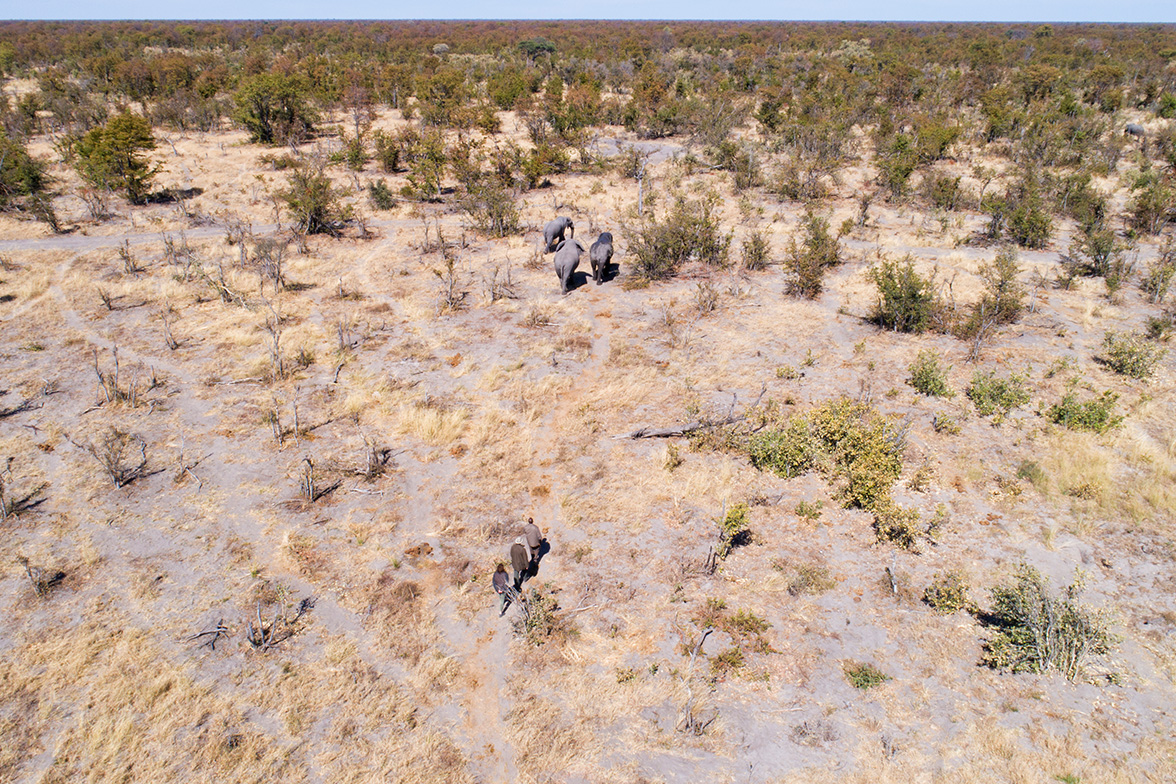 Hyena Pan - Bush Walk