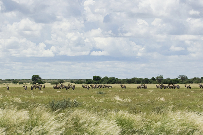 Kalahari Plains Camp, Central Kalahari Game Reserve