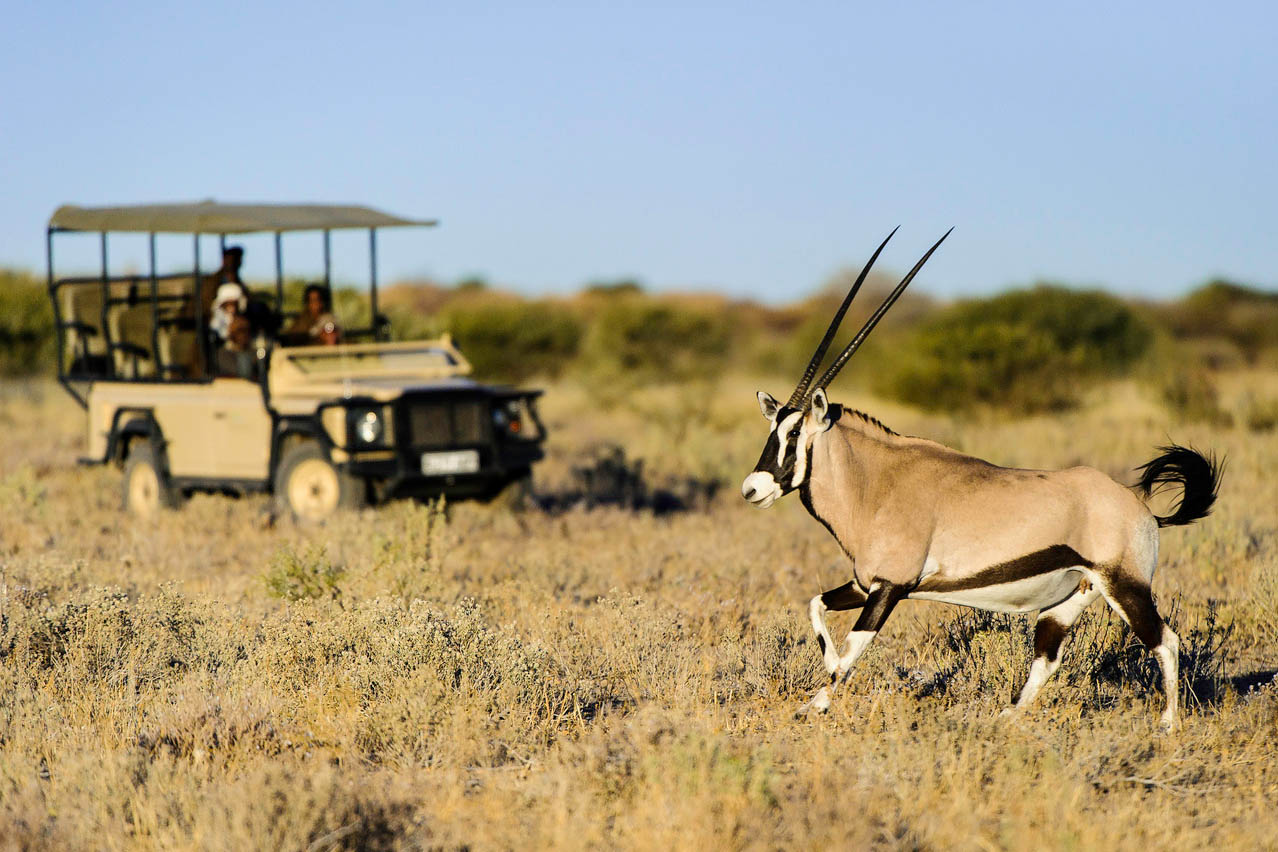 Kalahari Plains Camp, Pirschfahrt