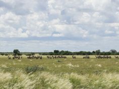 Kalahari Plains Camp, Central Kalahari Game Reserve