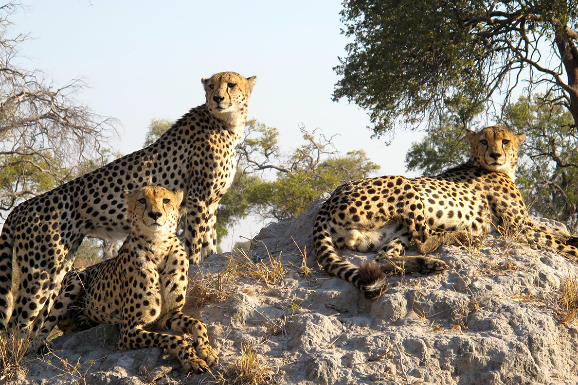 Kwando Lagoon Camp