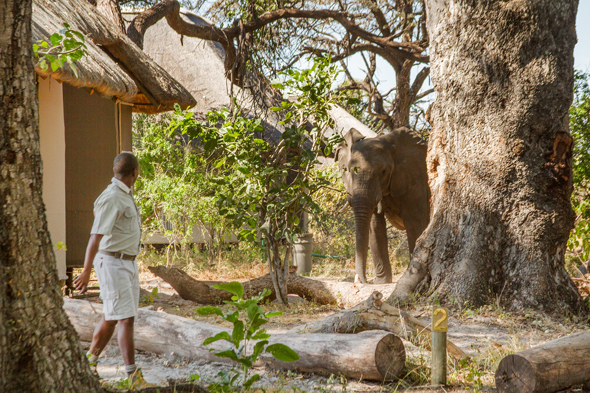 Kwando Lagoon Camp