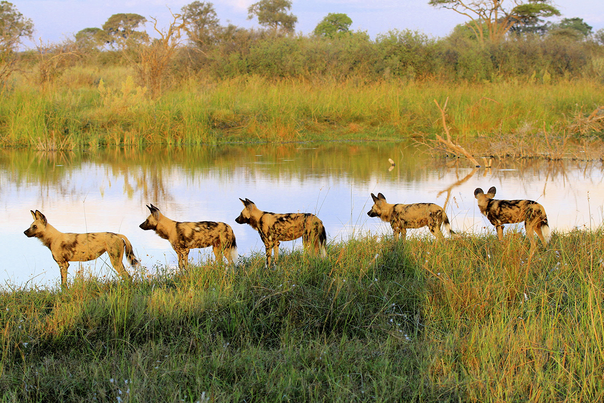 Kwando Lagoon Camp