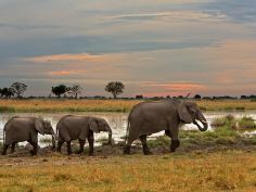 Kwando Lagoon Camp - Elefanten bei Sonnenuntergang