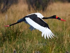 Kwando Lagoon Camp - Saddle billed stork