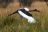 Kwando Lagoon Camp - Saddle billed stork