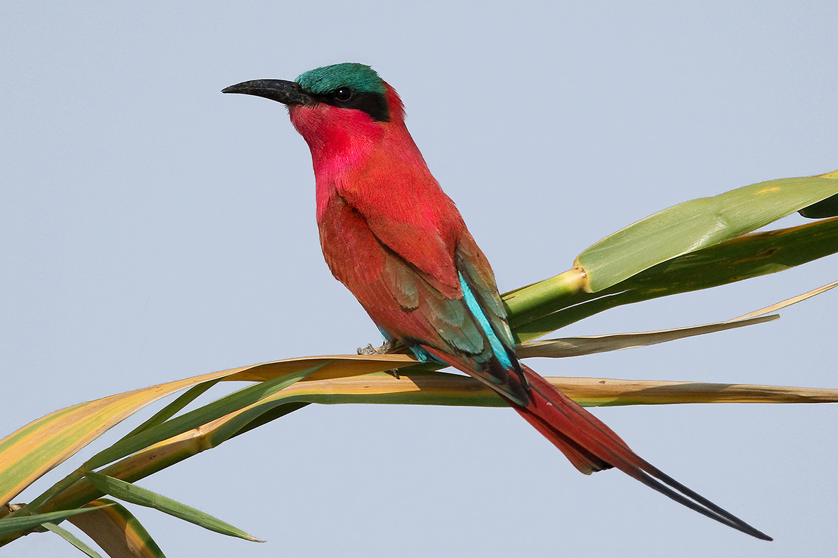 Kwando Lebala - Carmine Bee-Eater