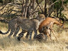 Kwando Lebala - Geparden auf der Jagd