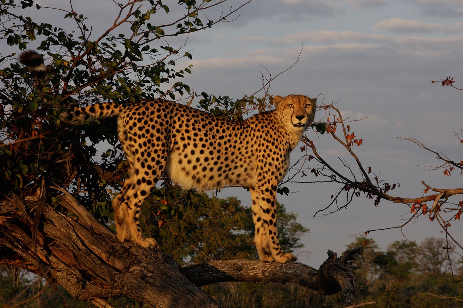 Kwara - Gepard