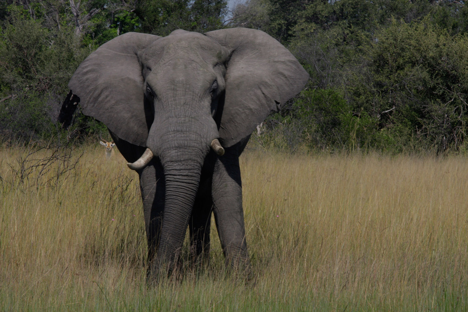 Kwara - Elefant