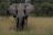 Kwara - Elefant