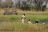 Moremi Crossing, Mokoroausflug im Okavango Delta