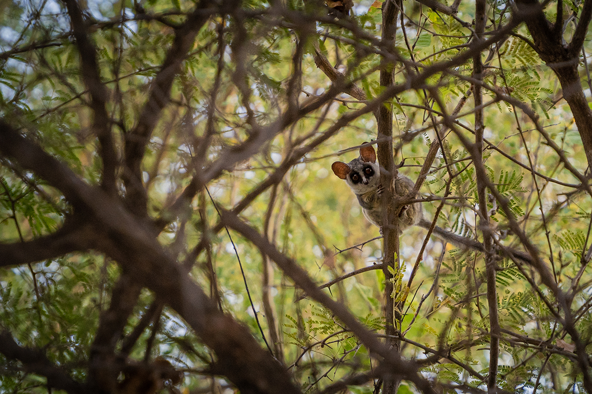 Nata Lodge - Nata Bird Sanctuary