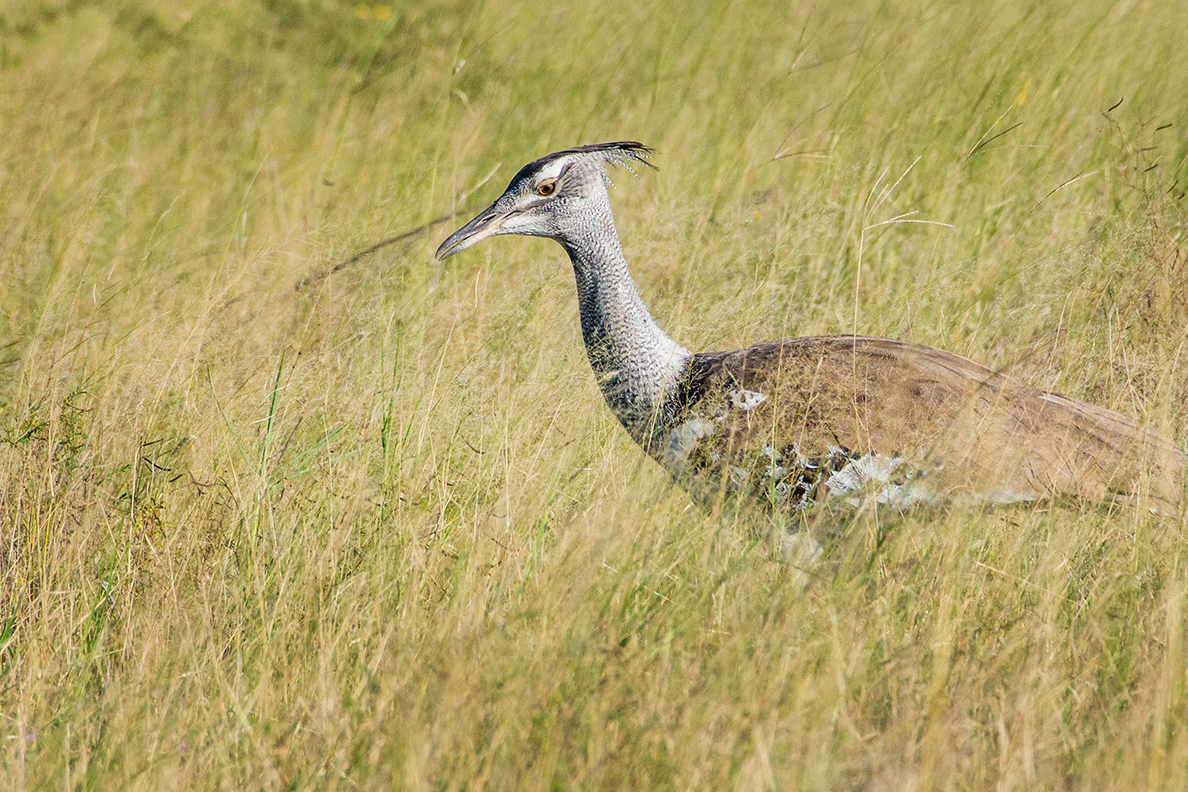Nata Lodge - Nata Bird Sanctuary