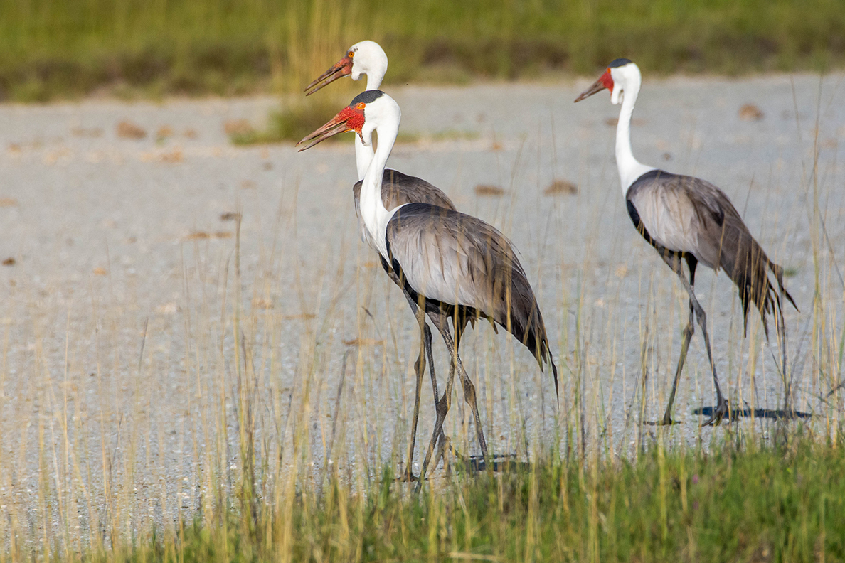Nata Lodge - Nata Bird Sanctuary