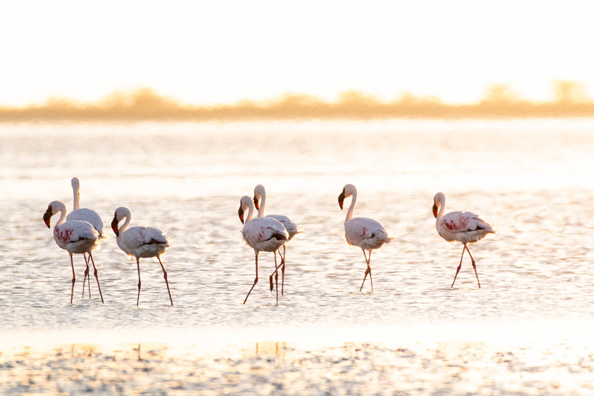 Nata Lodge - Nata Bird Sanctuary