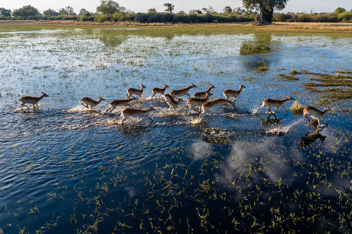 North Island Okavango - Red Lechwe