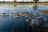 North Island Okavango - Red Lechwe