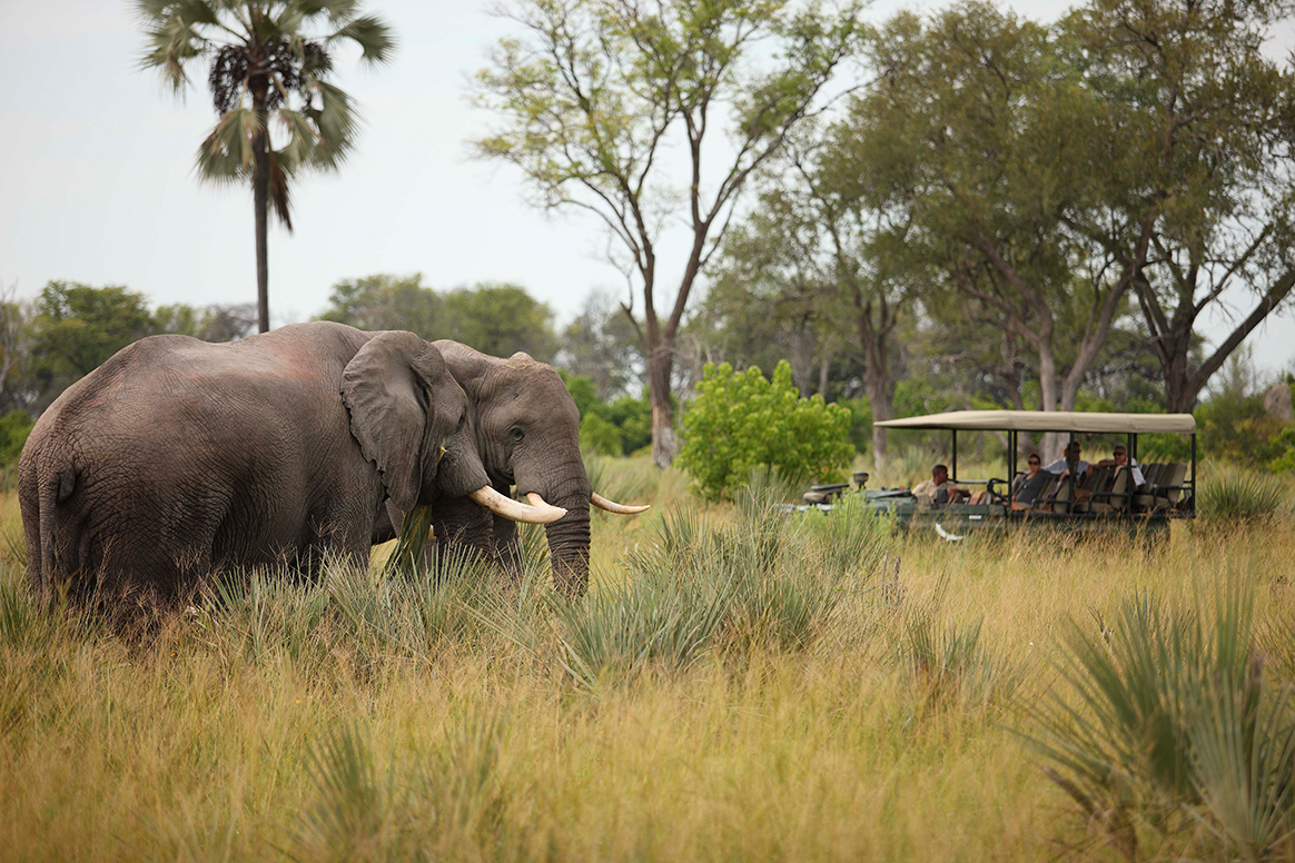 Nxabega Okavango Tented Camp - Game Drive