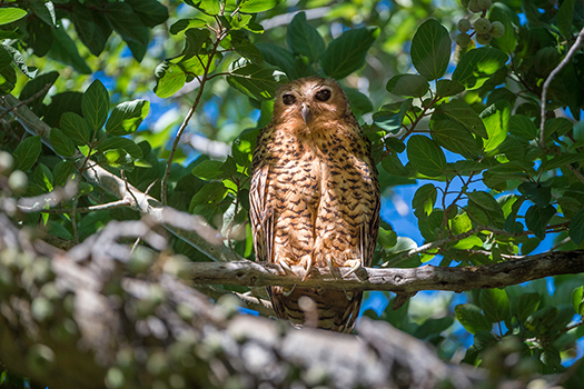 Pel's Fishing Owl - eine Rarität auch im Okavango Delta