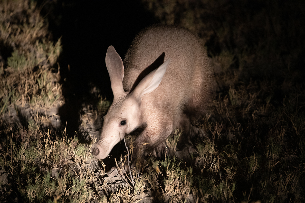 Planet Baobab Aardvark