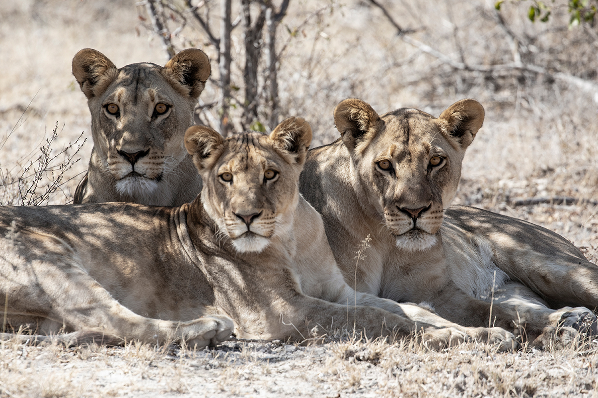 Planet Baobab Game Drive Löwen
