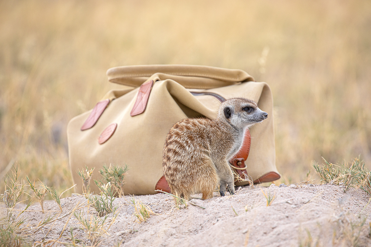 Planet Baobab Meerkat