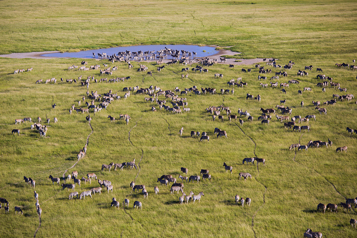 Planet Baobab Migration
