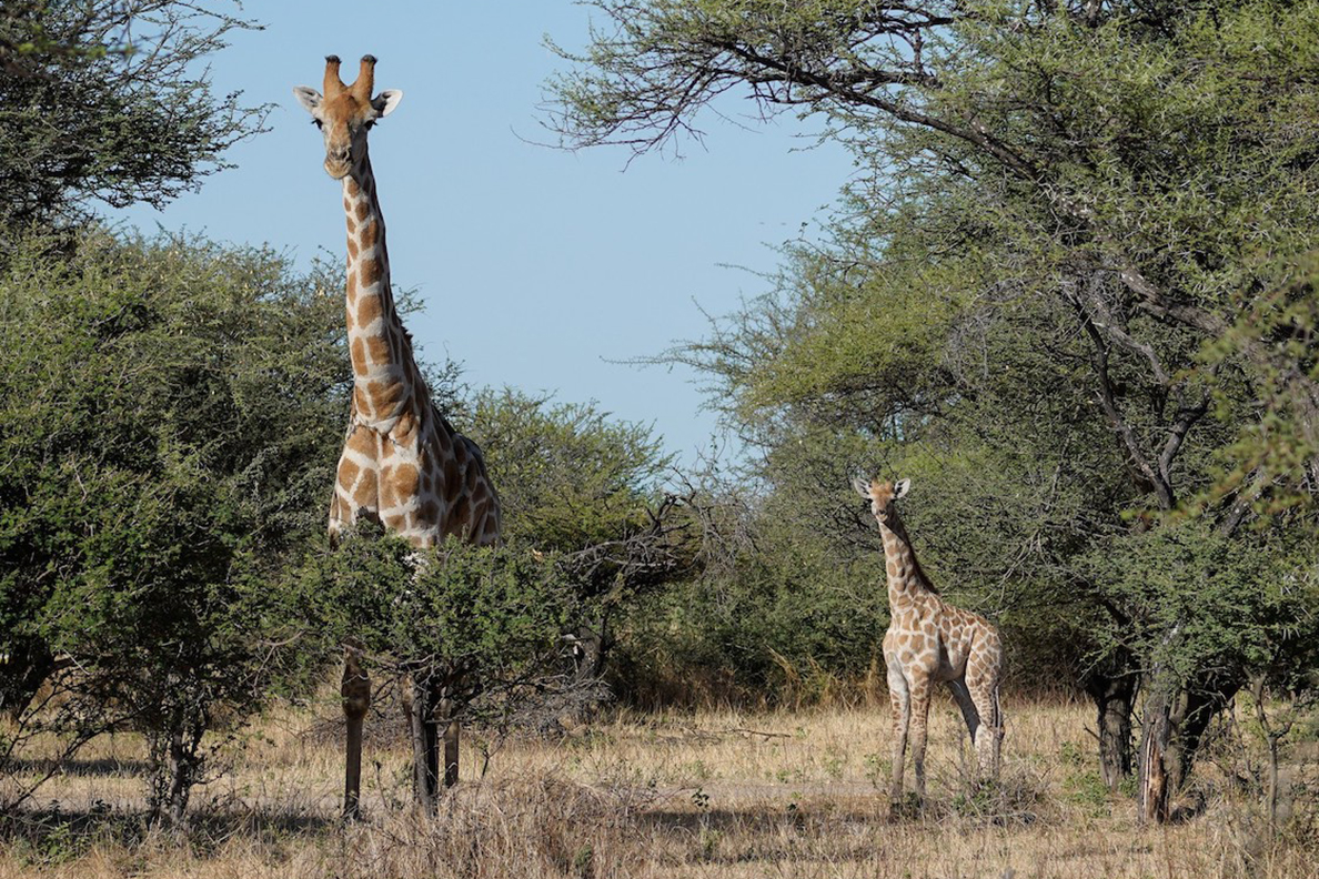 Thamo Telele Lodge