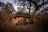 Thamo Telele Lodge - Chalet