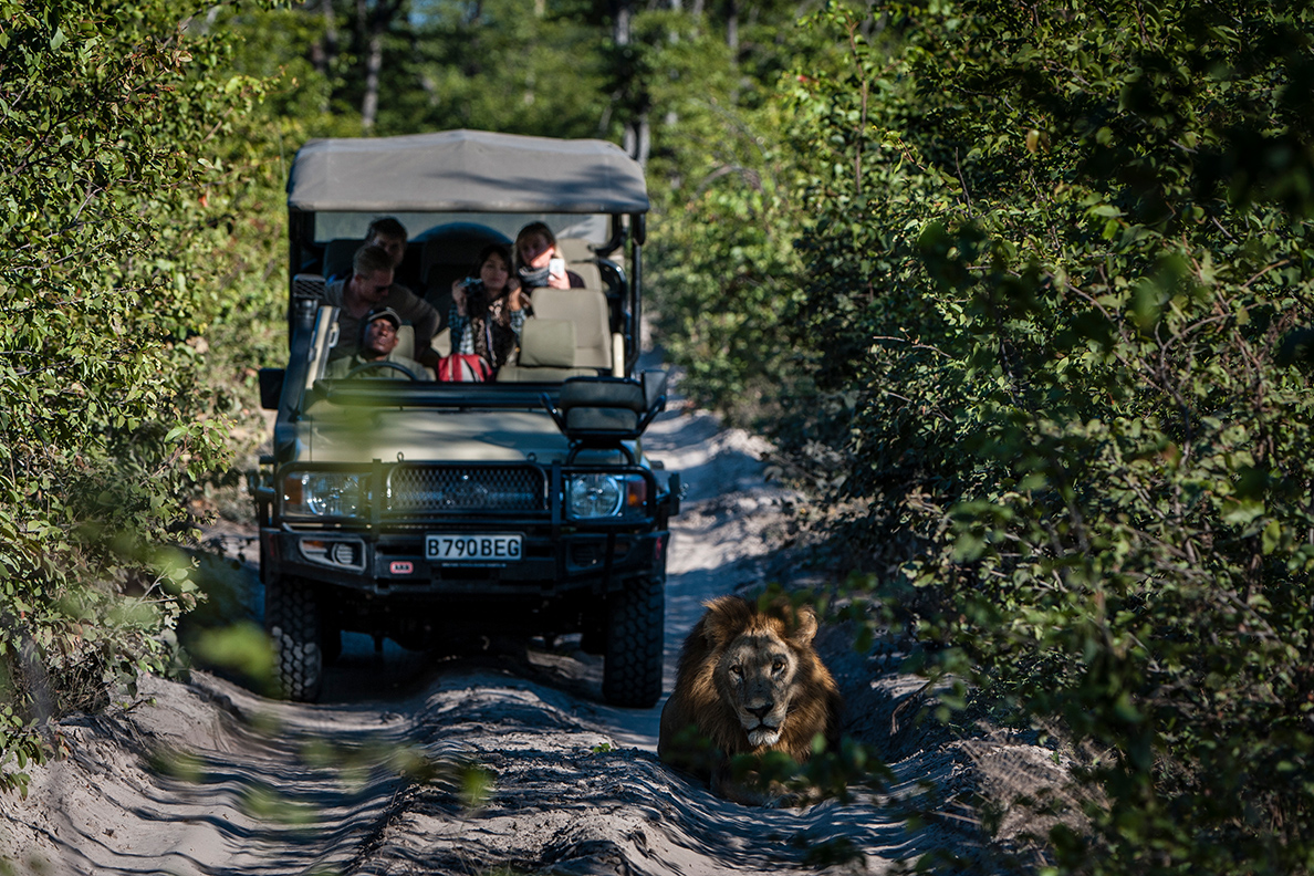 Sable Alley Camp - Pirschfahrt mit Löwe