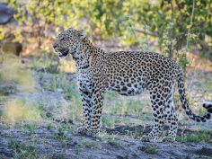 Savute Safari Lodge - Leopard