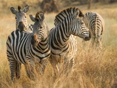 Savute Safari Lodge - Zebras