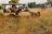 Shinde Camp