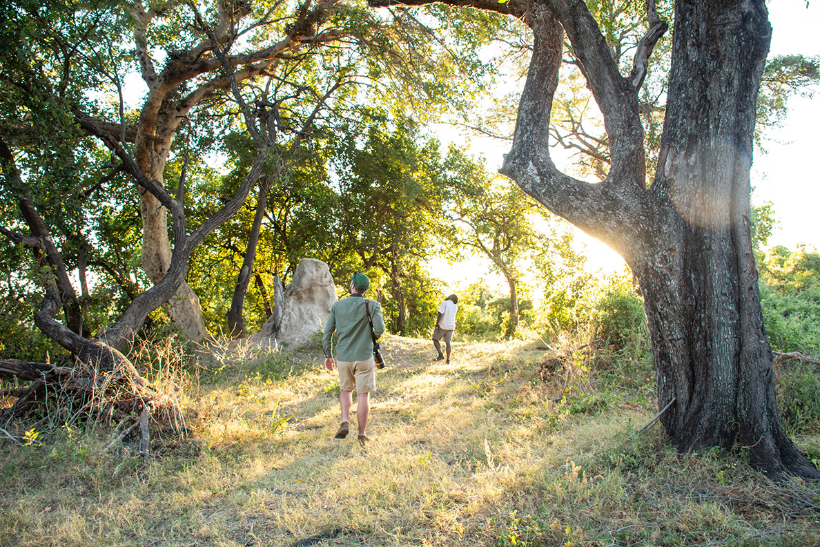 Splash Camp - Bush Walk