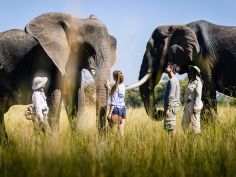 Stanley''s Camp - Interaktion mit Elefanten