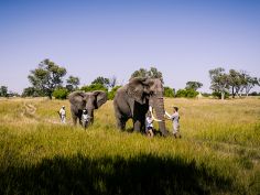Stanley''s Camp - Interaktion mit Elefanten