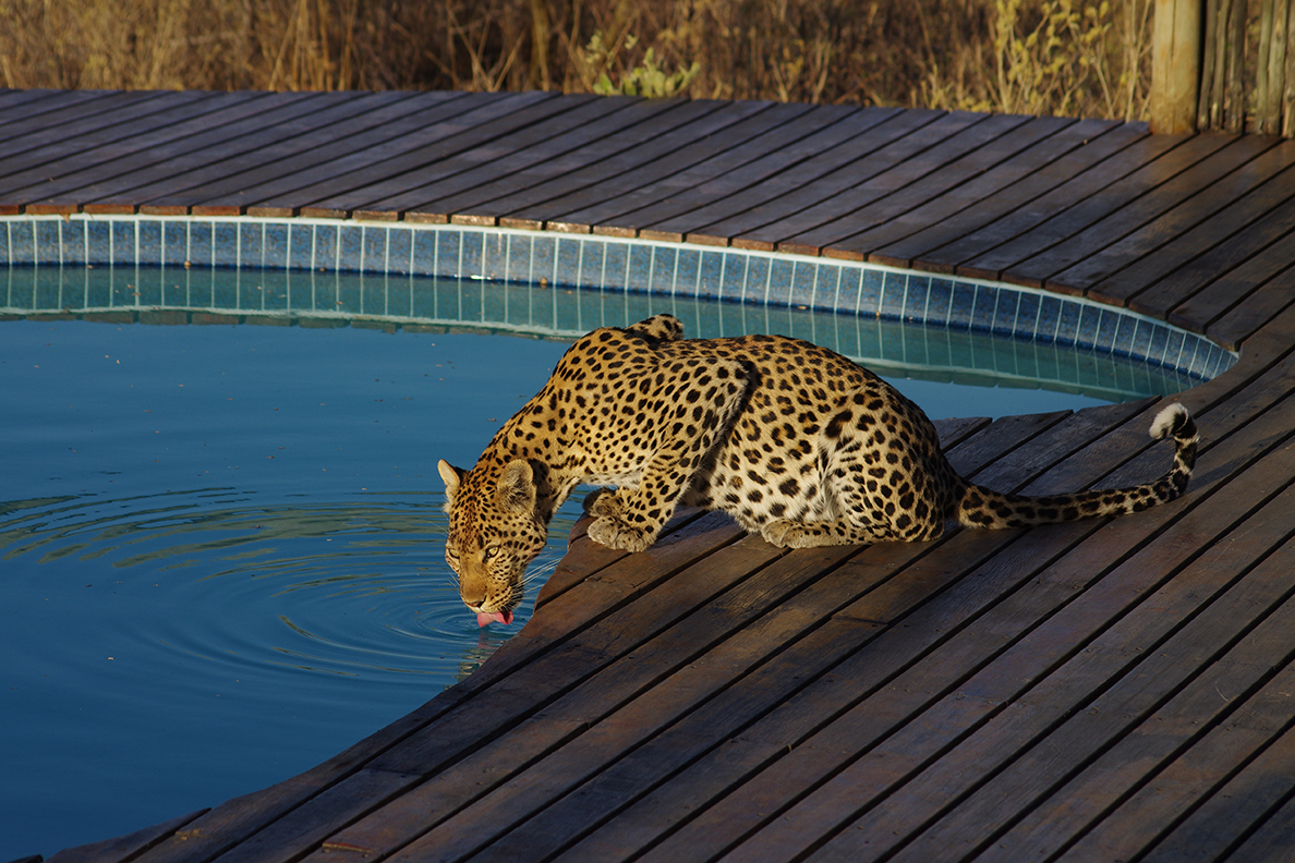 Tau Pan Camp - Besucher am Pool