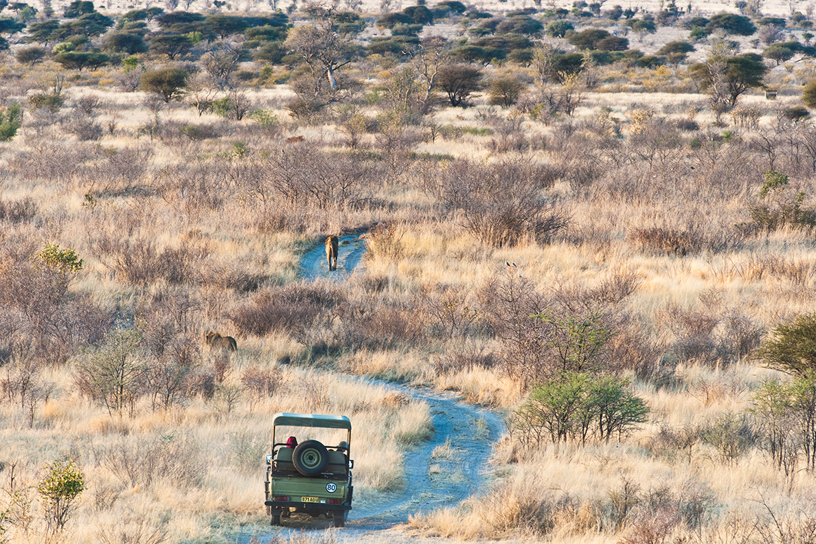 Tau Pan Camp - Game Drive